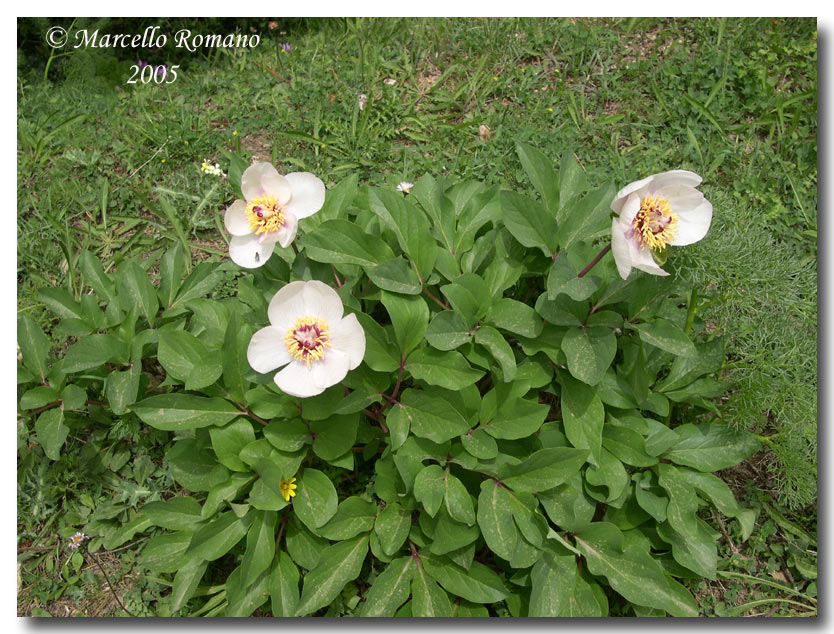 Le prime Peonie